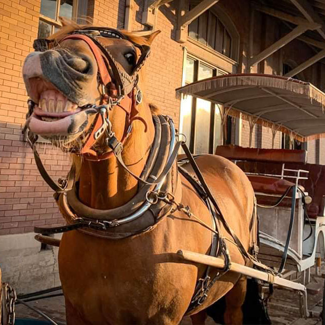 Hal the Horse
