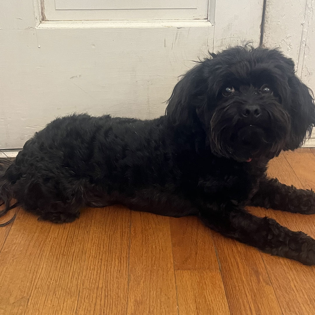 Oreo
