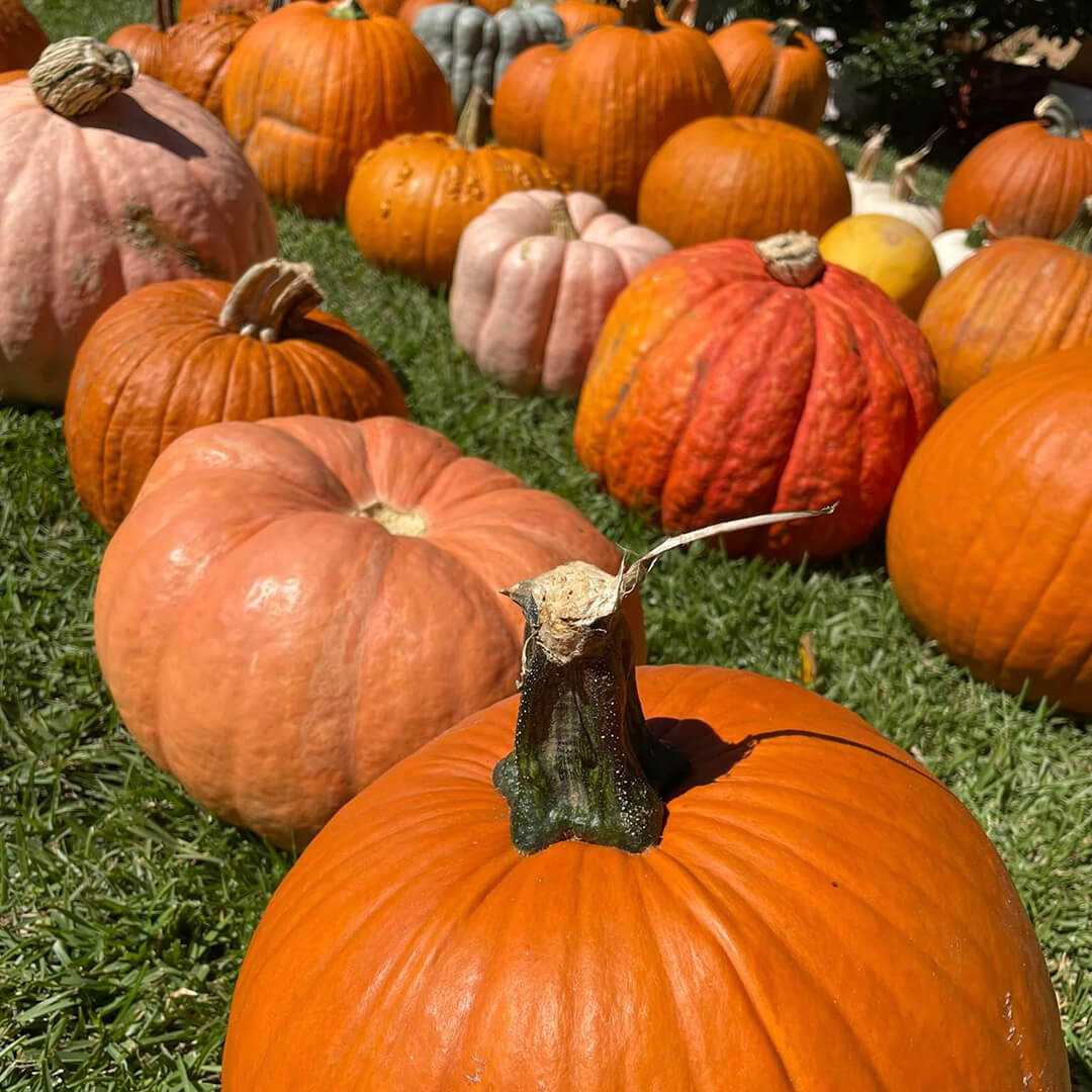 GOALS-square Click to download the Pumpkin Patch Pre-Order Form!