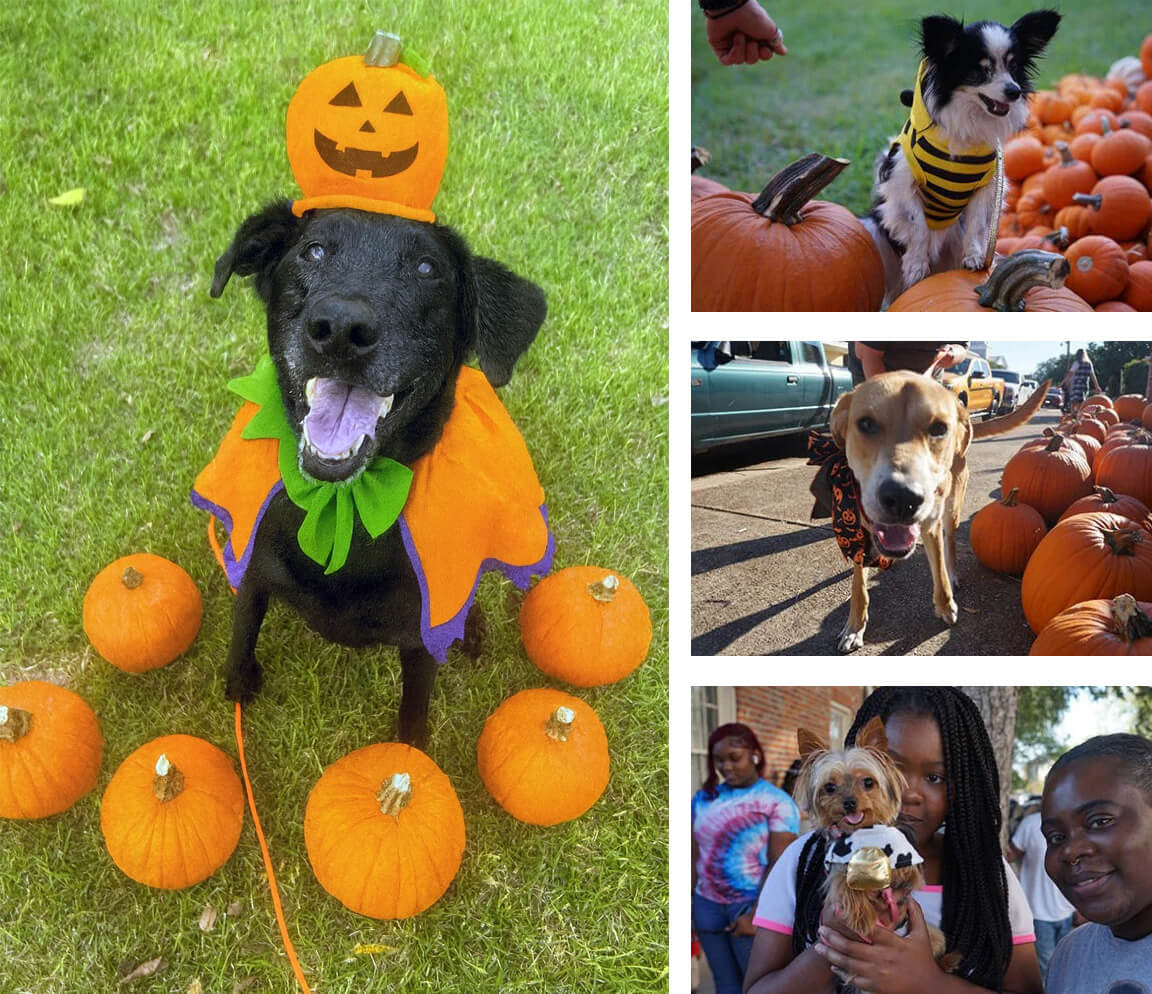 Howl-oween-Pet-Parade-1080px Trick or Treat For Little Feet! Tuesday, Oct. 31, 2023 in Downtown Natchez from 4:30 – 6:00pm